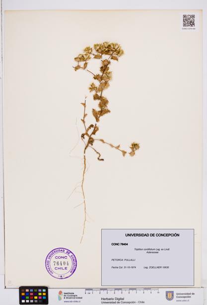 Triptilion cordifolium [Espécimen: ]