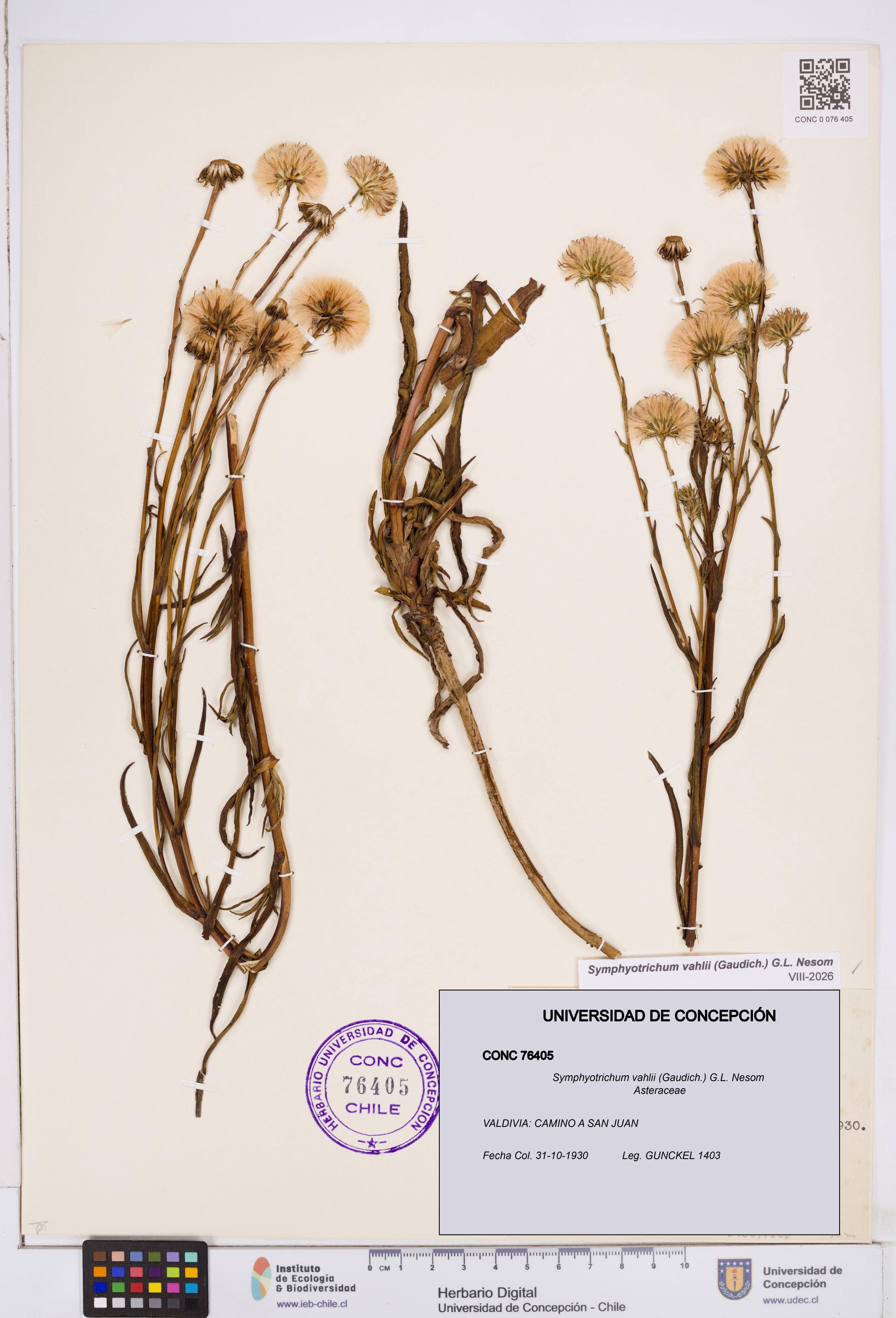 Symphyotrichum vahlii [Espécimen: ]