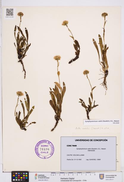 Symphyotrichum vahlii [Espécimen: ]