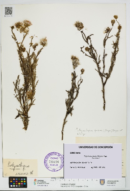 Polyachyrus fuscus [Espécimen: UDEC:CONC:0076416]