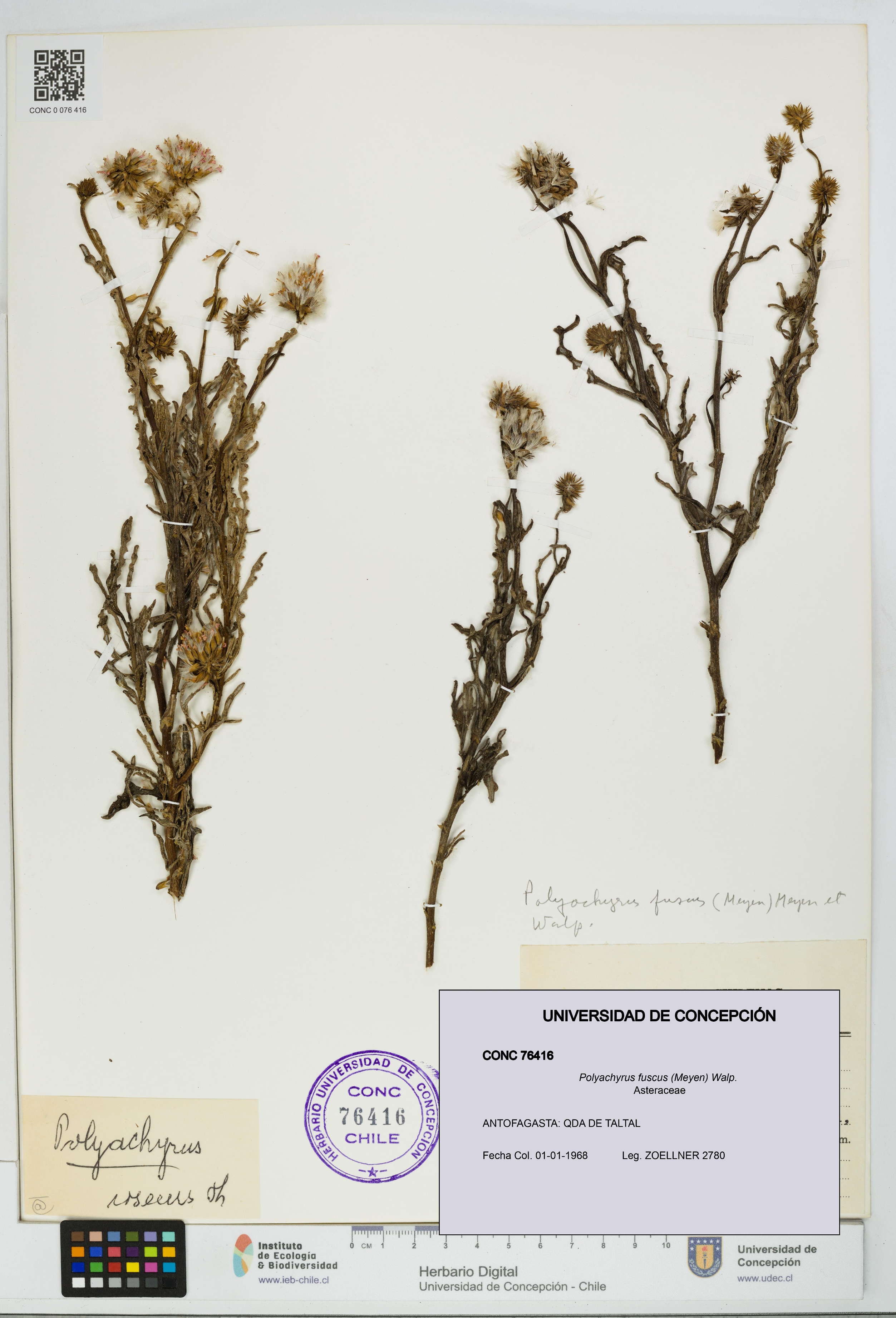 Polyachyrus fuscus [Espécimen: UDEC:CONC:0076416]
