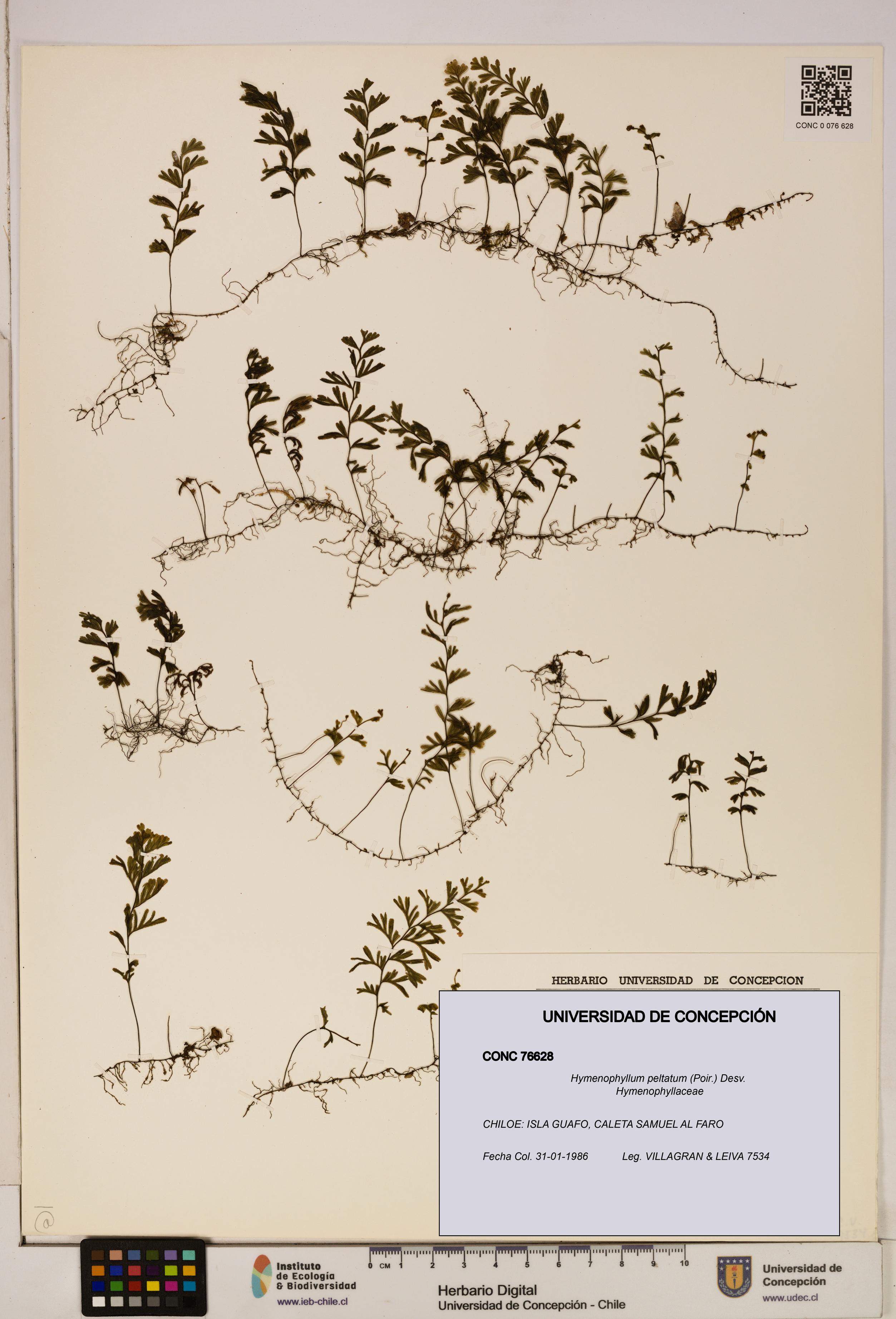 Hymenophyllum peltatum [Espécimen: ]
