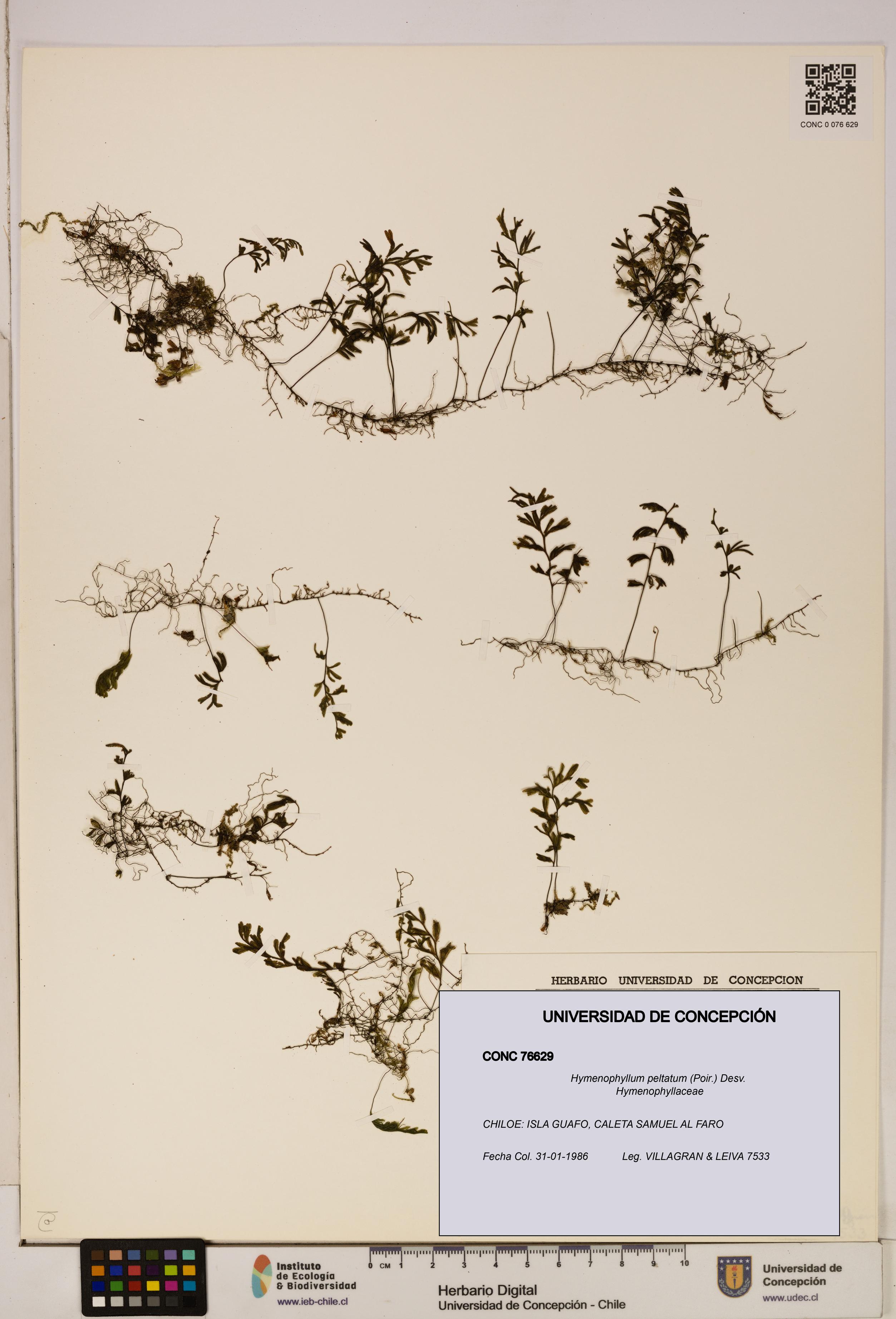 Hymenophyllum peltatum [Espécimen: ]