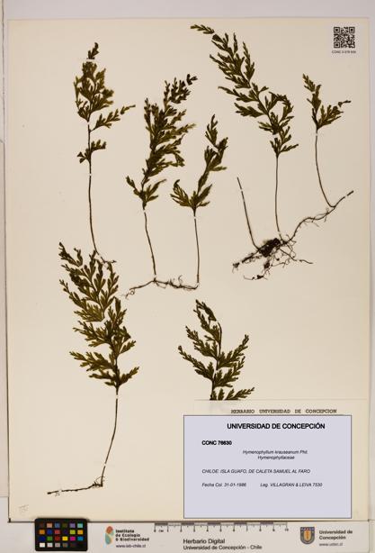 Hymenophyllum krauseanum [Espécimen: ]