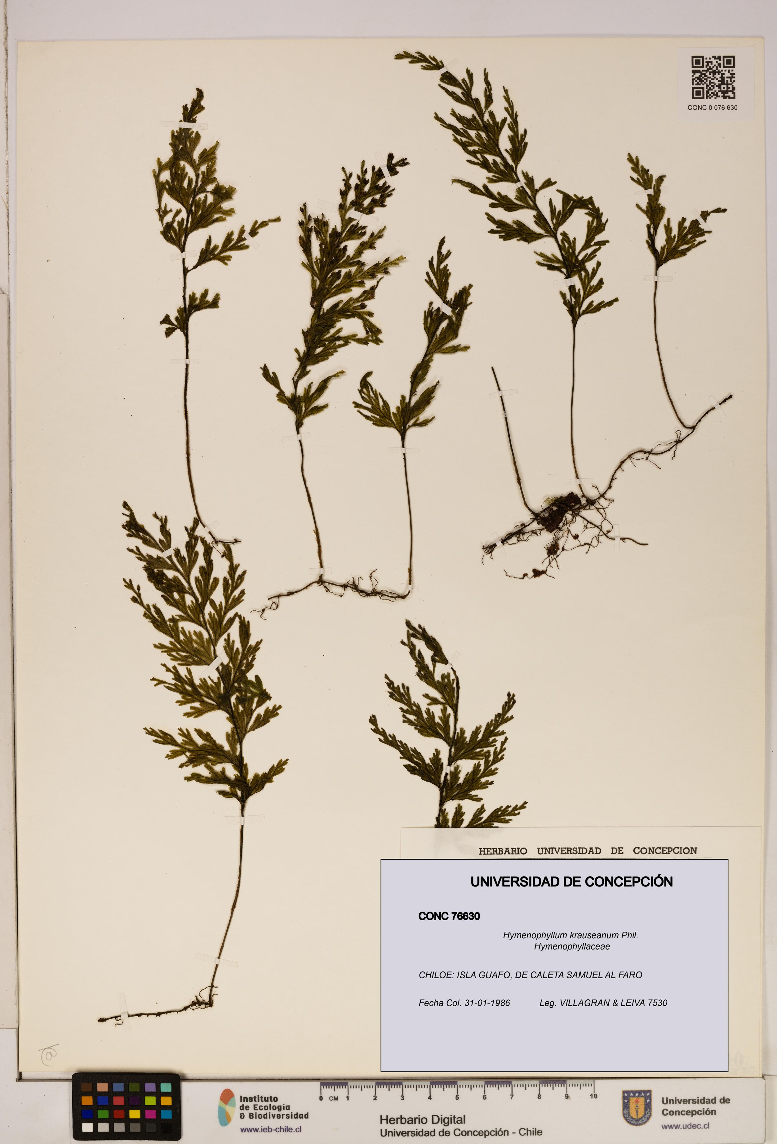 Hymenophyllum krauseanum [Espécimen: ]