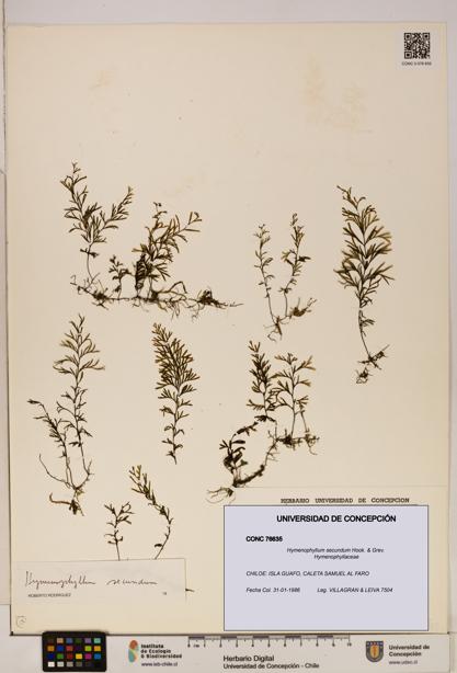 Hymenophyllum secundum [Espécimen: ]