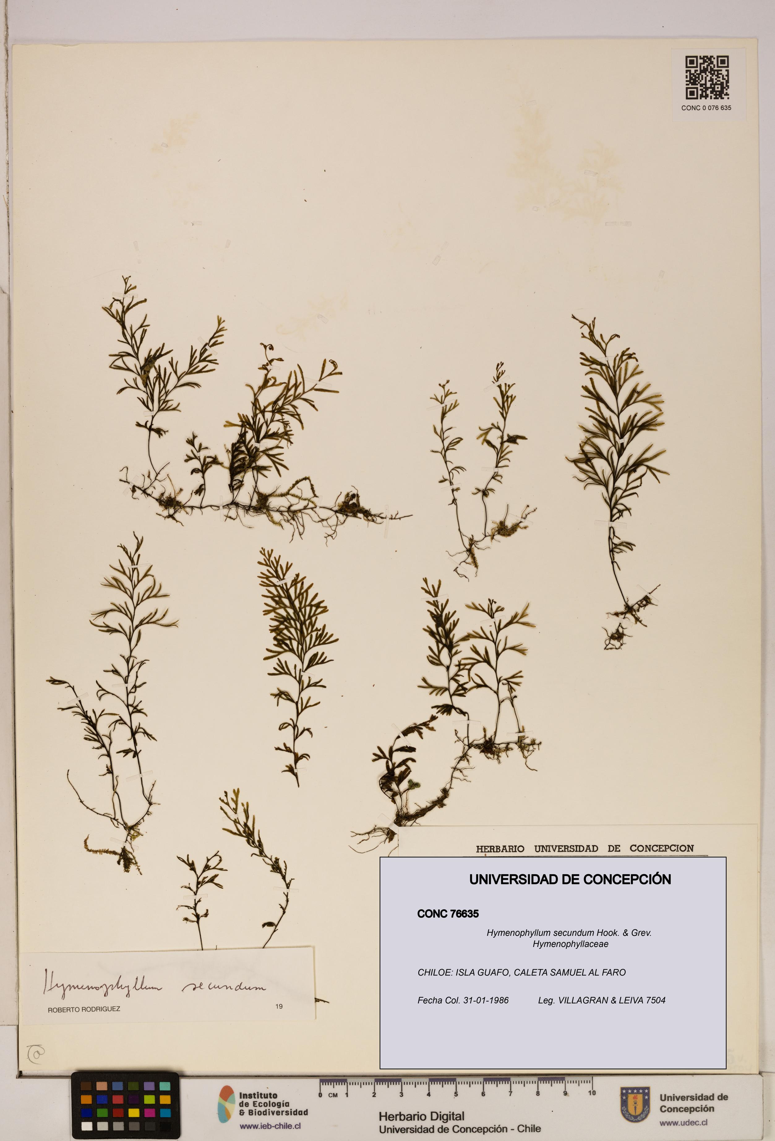Hymenophyllum secundum [Espécimen: ]