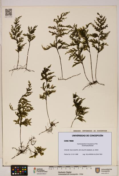 Hymenophyllum krauseanum [Espécimen: ]