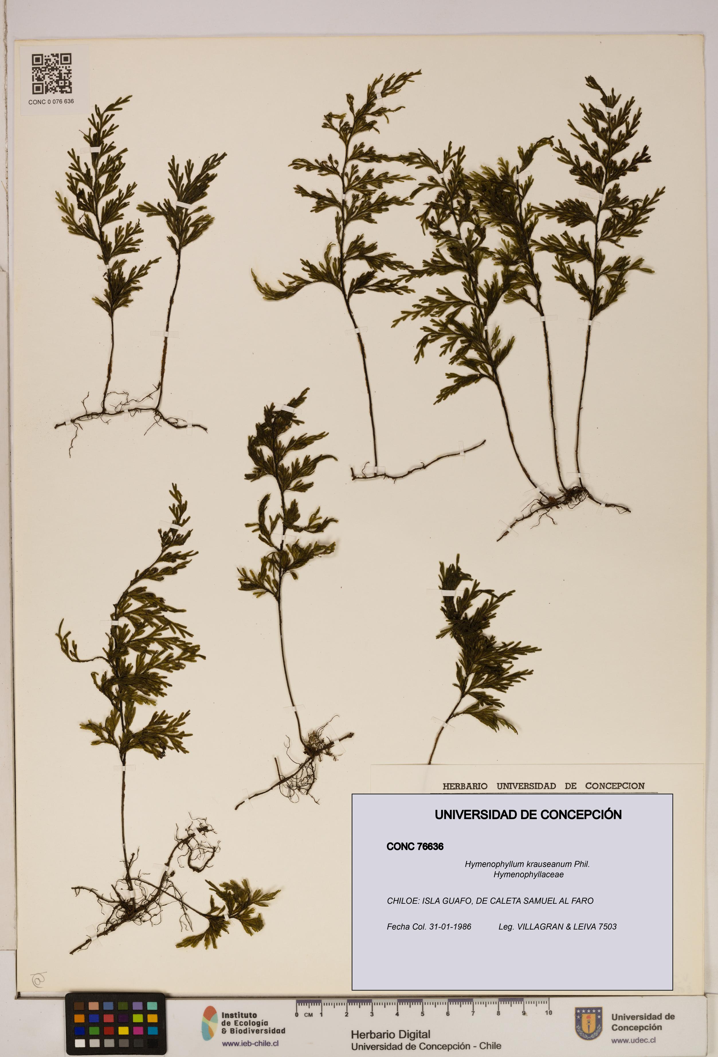 Hymenophyllum krauseanum [Espécimen: ]