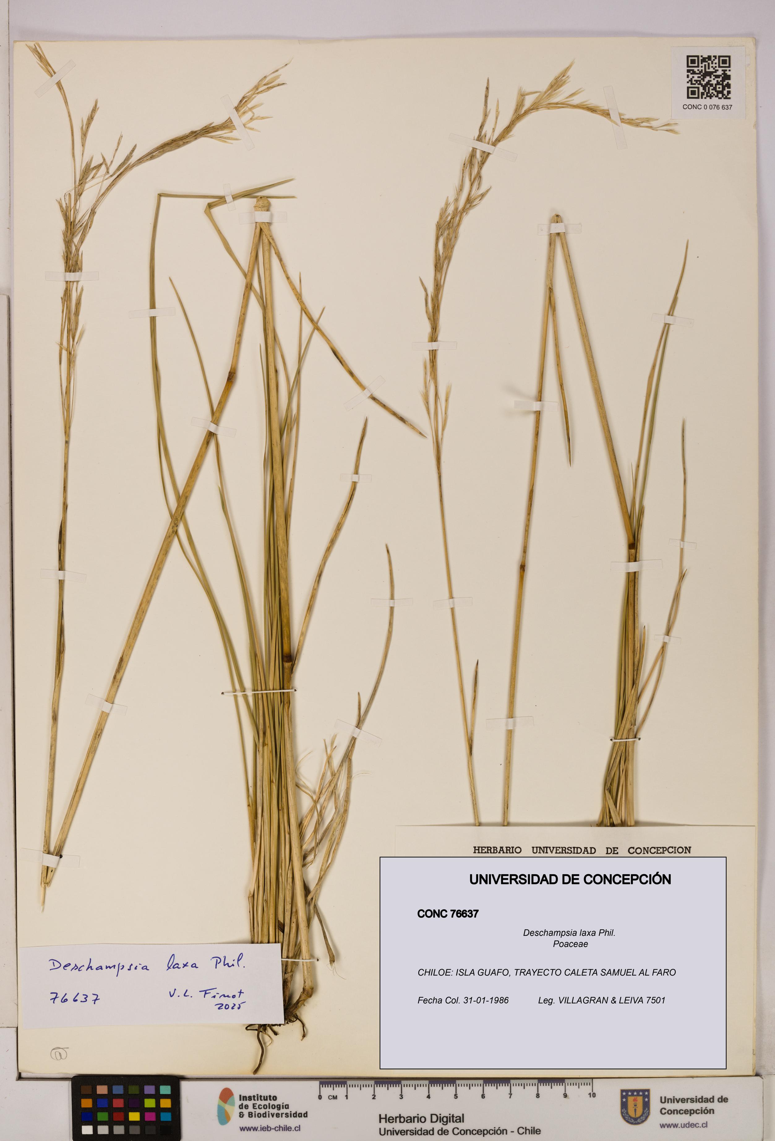 Deschampsia laxa [Espécimen: UDEC:CONC:0076637]