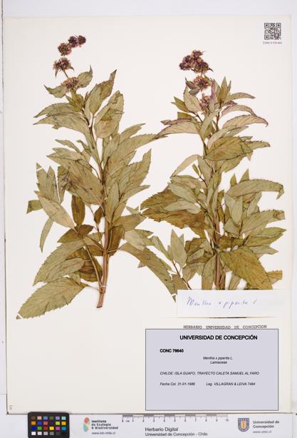 Mentha x piperita [Espécimen: ]
