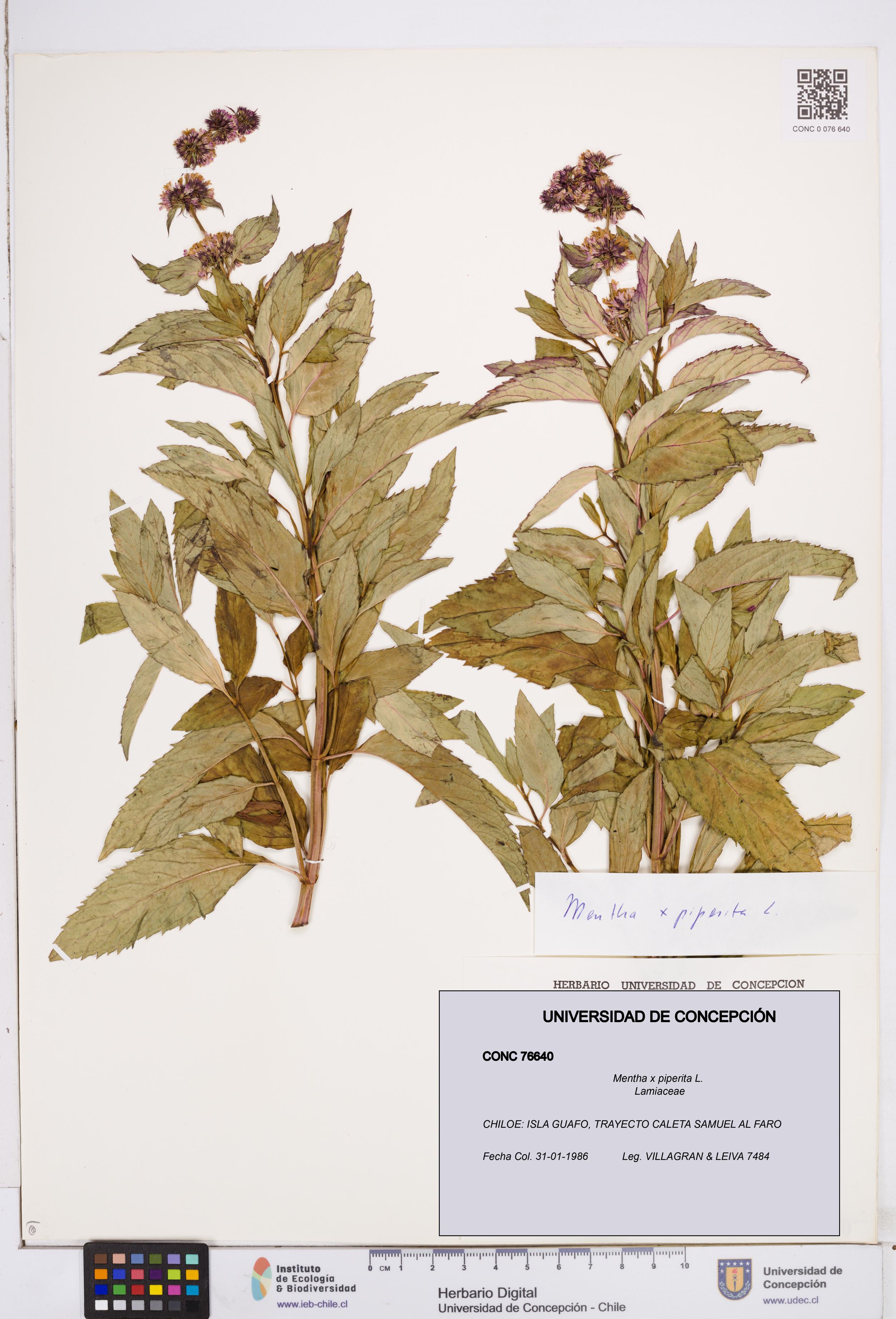 Mentha x piperita [Espécimen: ]