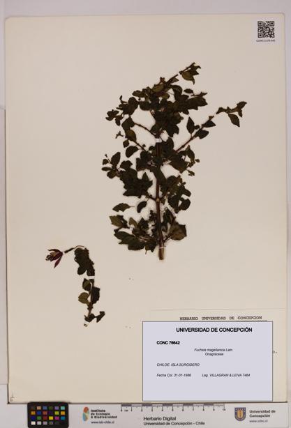 Fuchsia magellanica [Espécimen: UDEC:CONC:0076642]