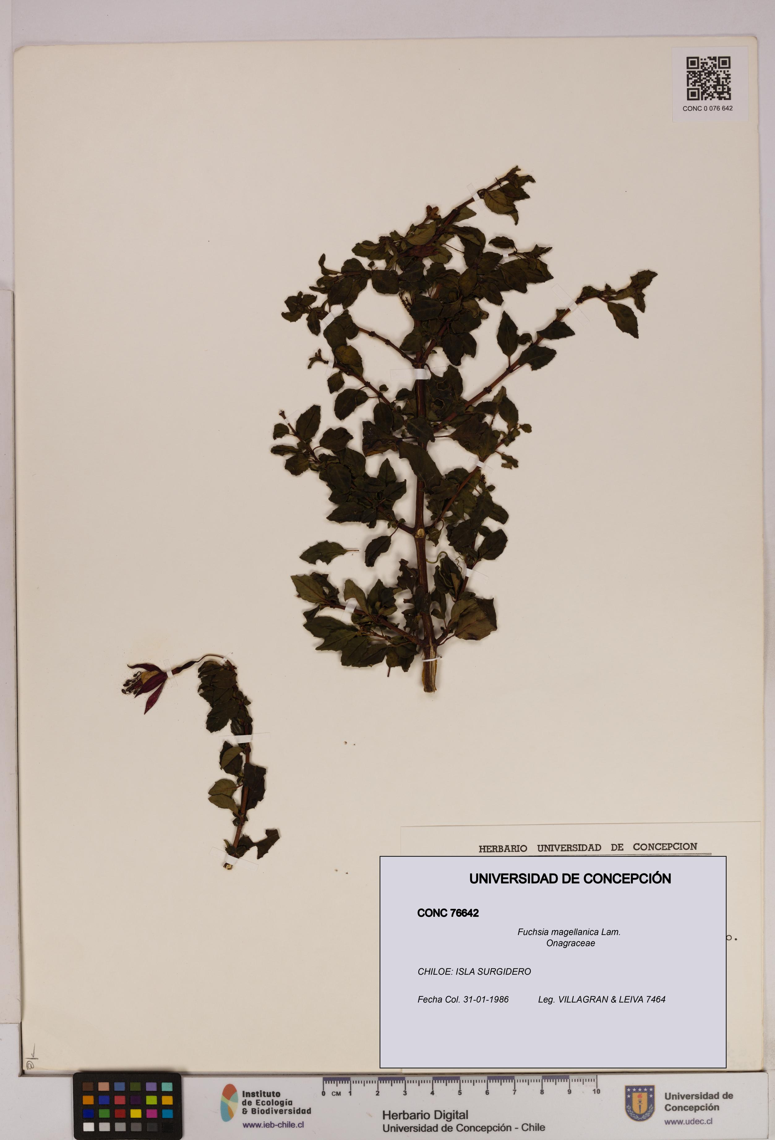 Fuchsia magellanica [Espécimen: UDEC:CONC:0076642]