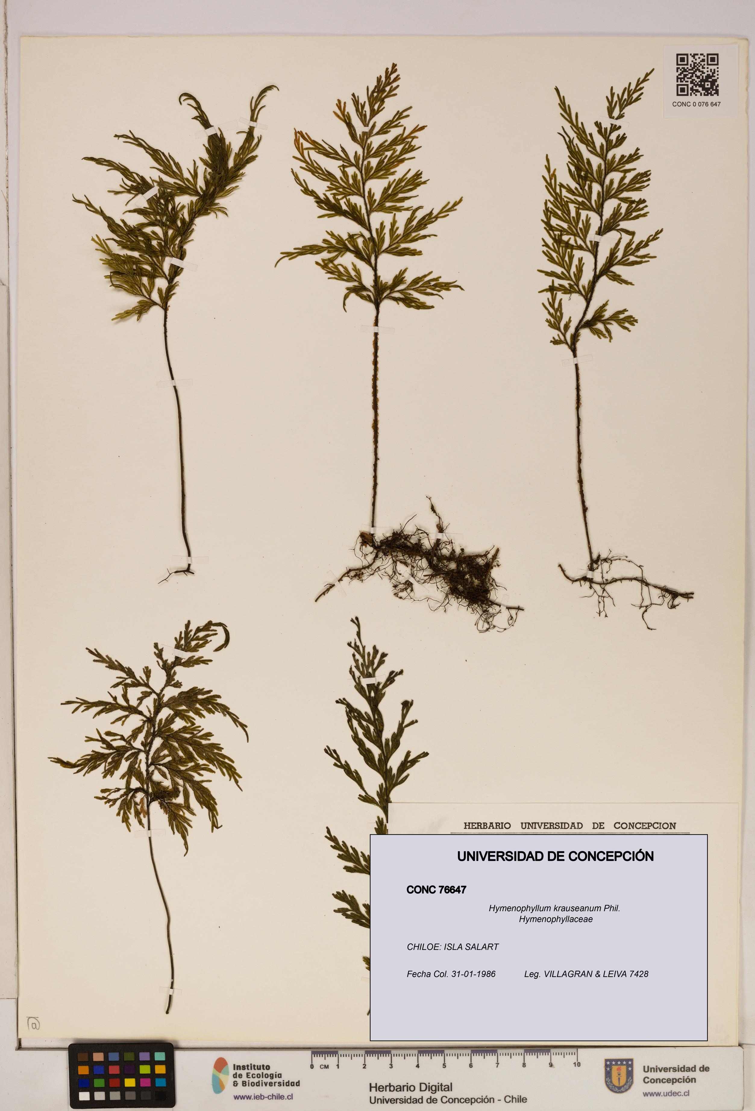 Hymenophyllum krauseanum [Espécimen: ]