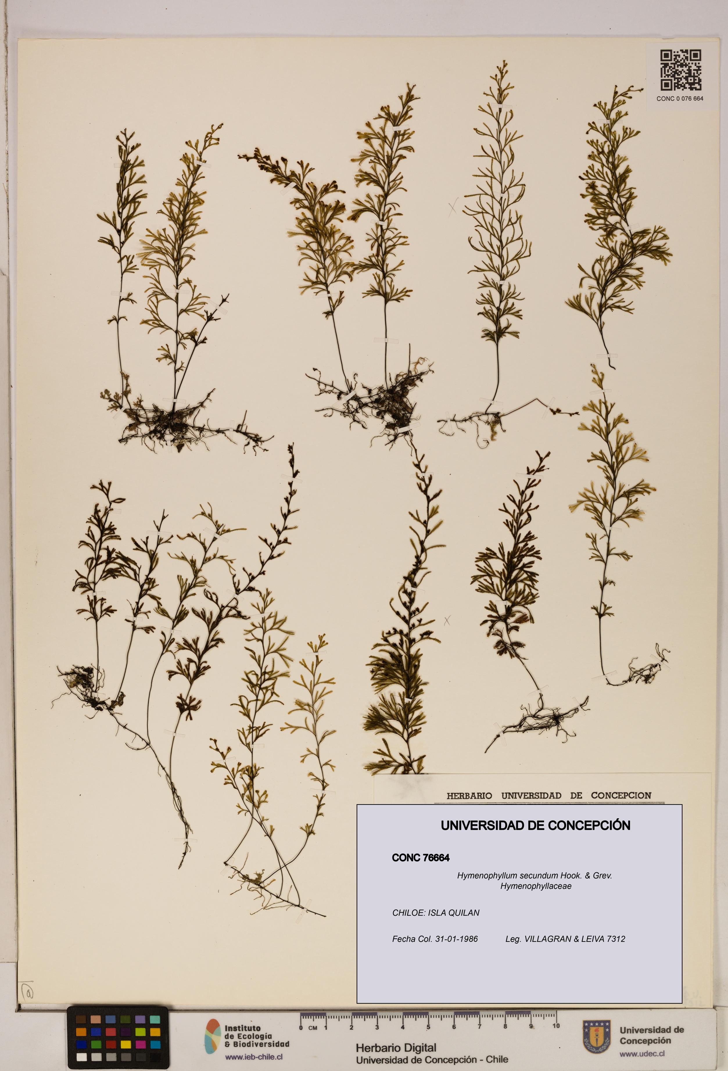 Hymenophyllum secundum [Espécimen: ]