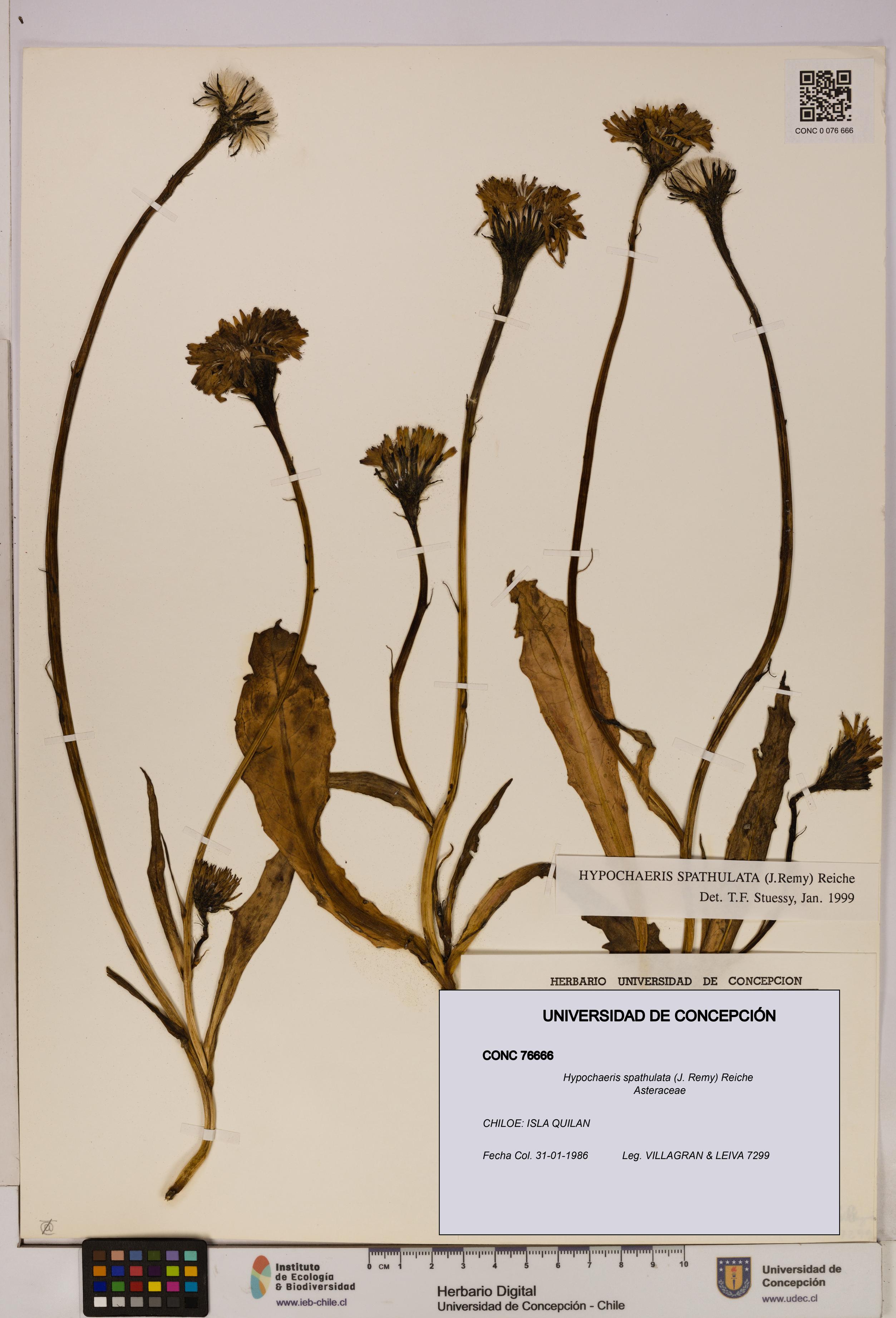Hypochaeris spathulata [Espécimen: UDEC:CONC:0076666]