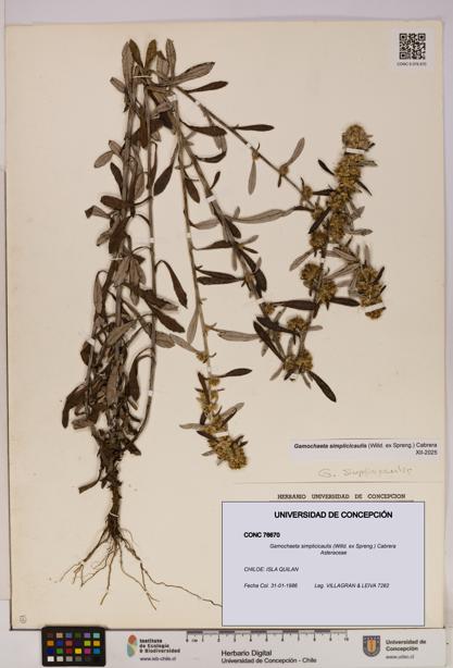 Gamochaeta simplicicaulis [Espécimen: UDEC:CONC:0076670]