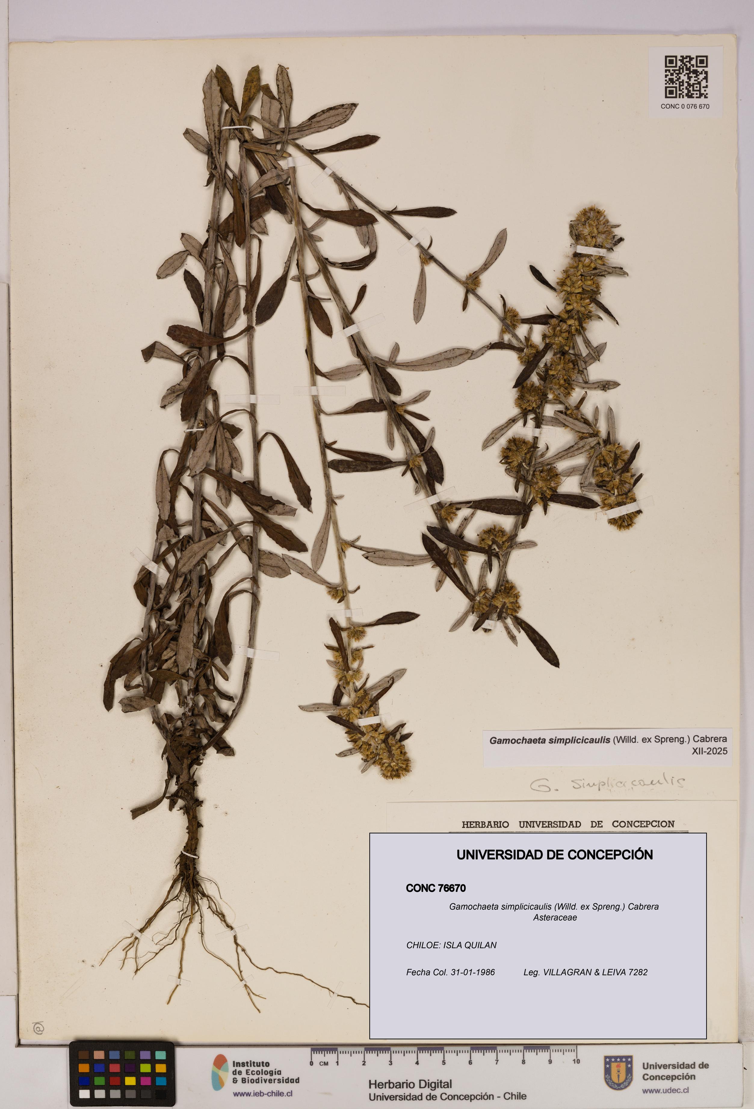 Gamochaeta simplicicaulis [Espécimen: UDEC:CONC:0076670]