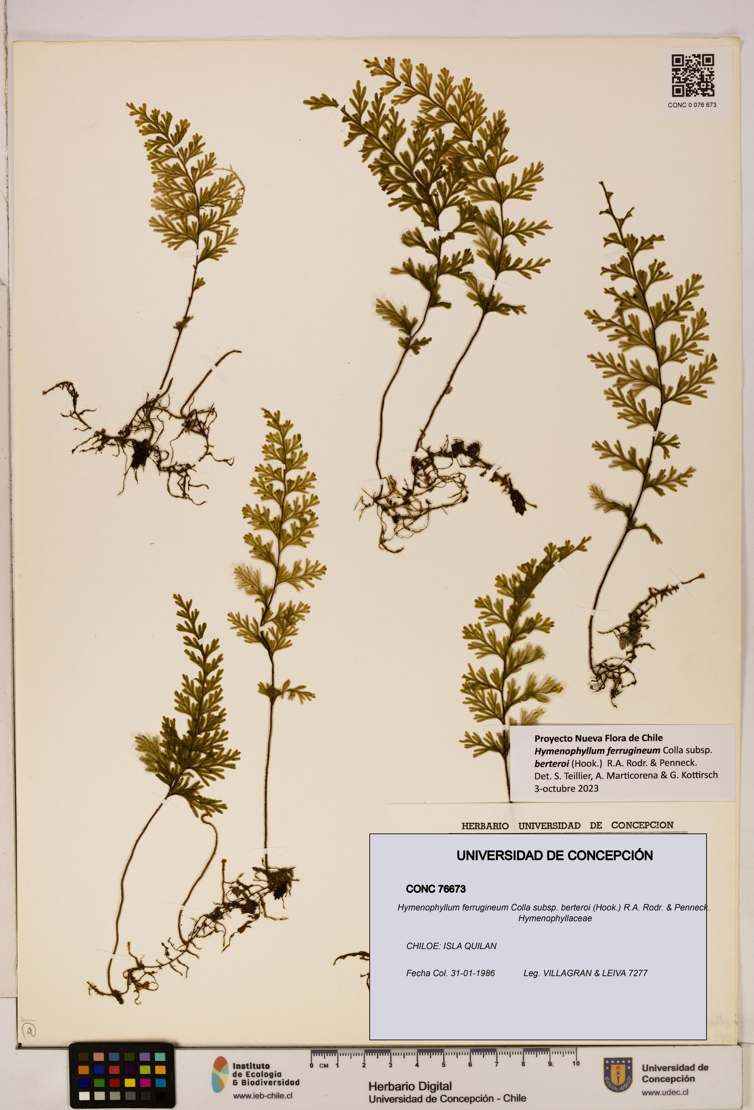 Hymenophyllum ferrugineum [Espécimen: UDEC:CONC:0076673]