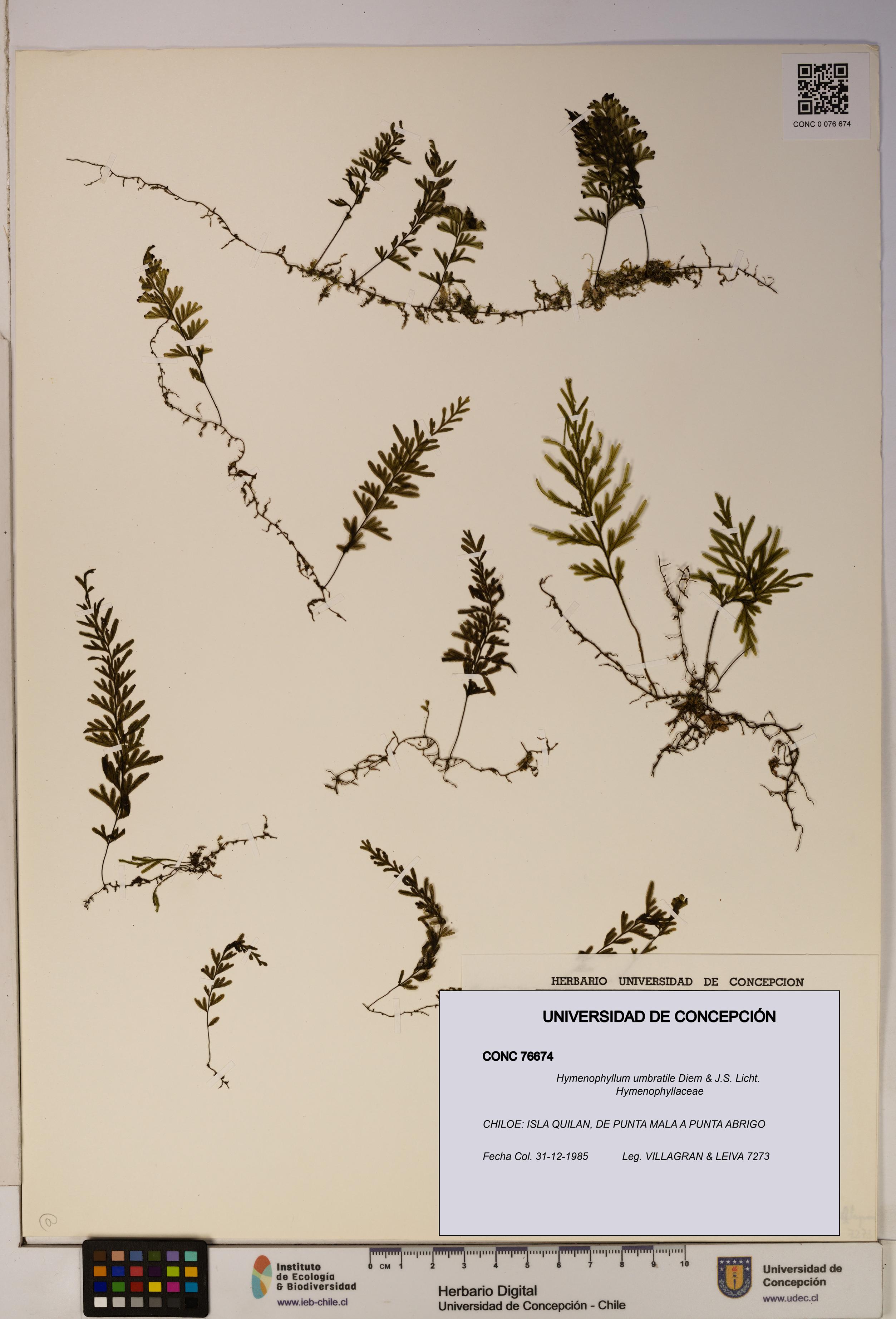 Hymenophyllum umbratile [Espécimen: ]