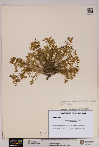 Spergularia media [Espécimen: UDEC:CONC:0076678]