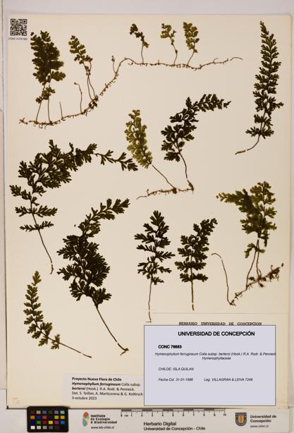 Hymenophyllum ferrugineum [Espécimen: UDEC:CONC:0076683]