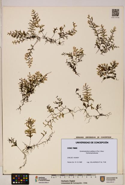 Hymenophyllum peltatum [Espécimen: ]