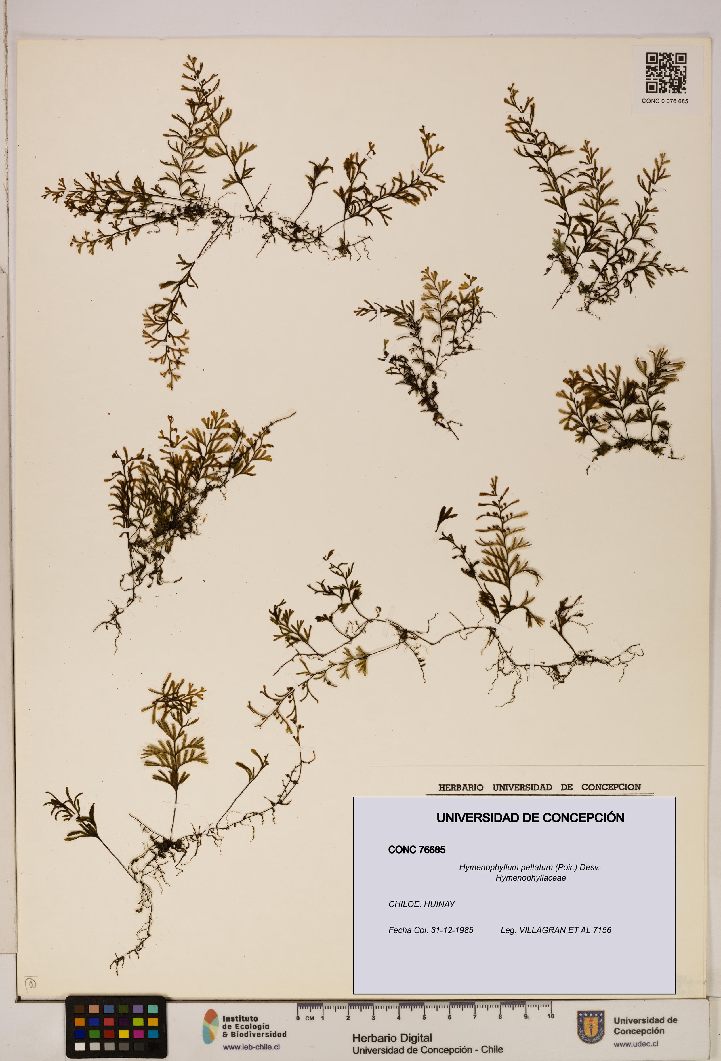 Hymenophyllum peltatum [Espécimen: ]