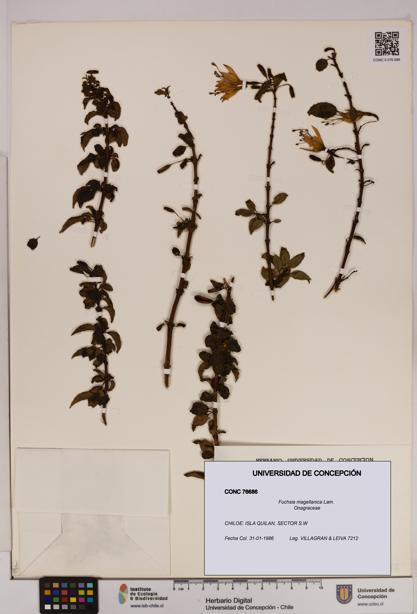 Fuchsia magellanica [Espécimen: UDEC:CONC:0076686]