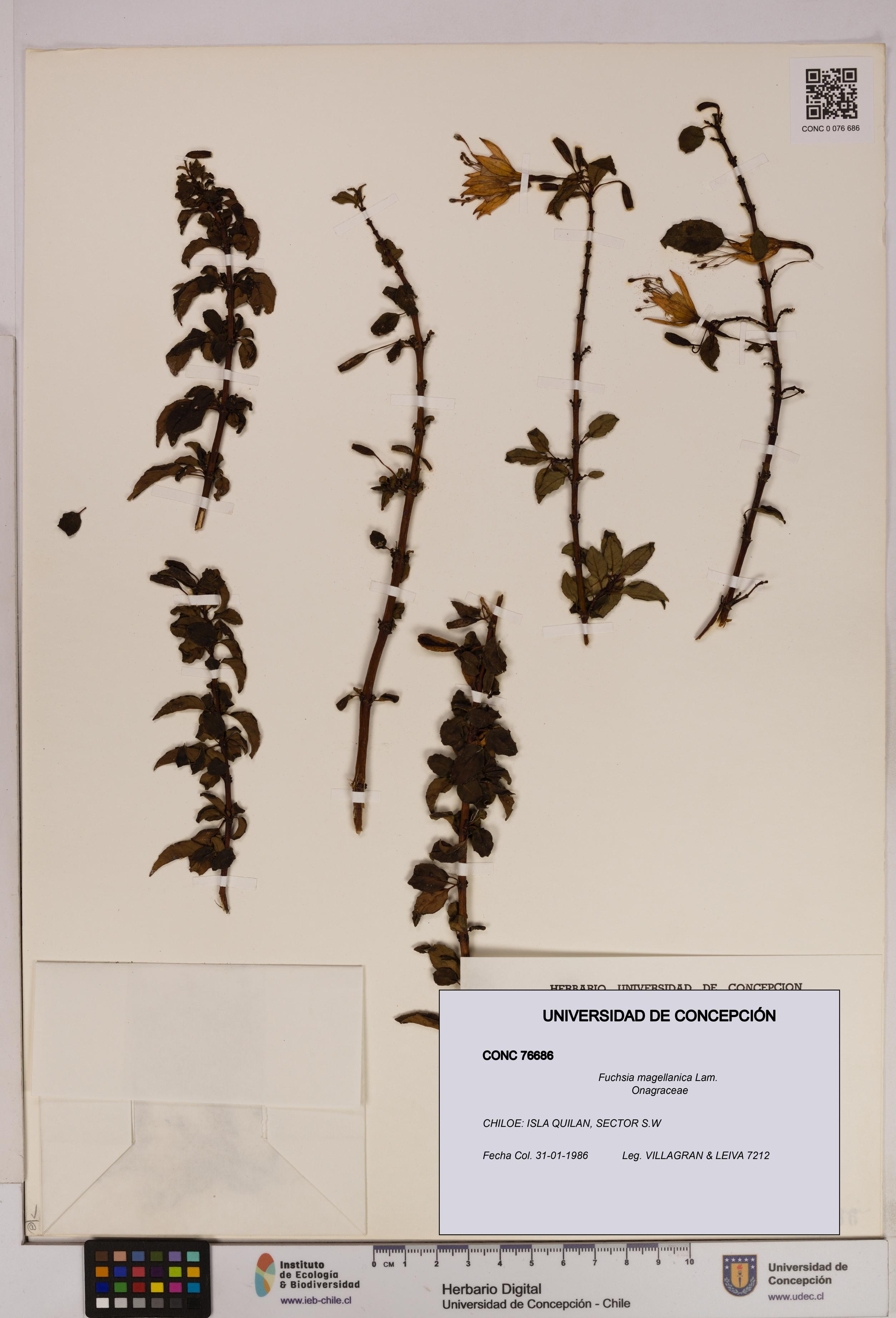 Fuchsia magellanica [Espécimen: UDEC:CONC:0076686]