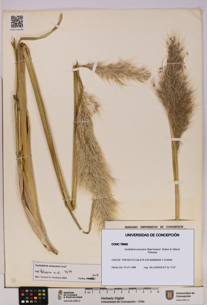 Cortaderia araucana [Espécimen: UDEC:CONC:0076692]