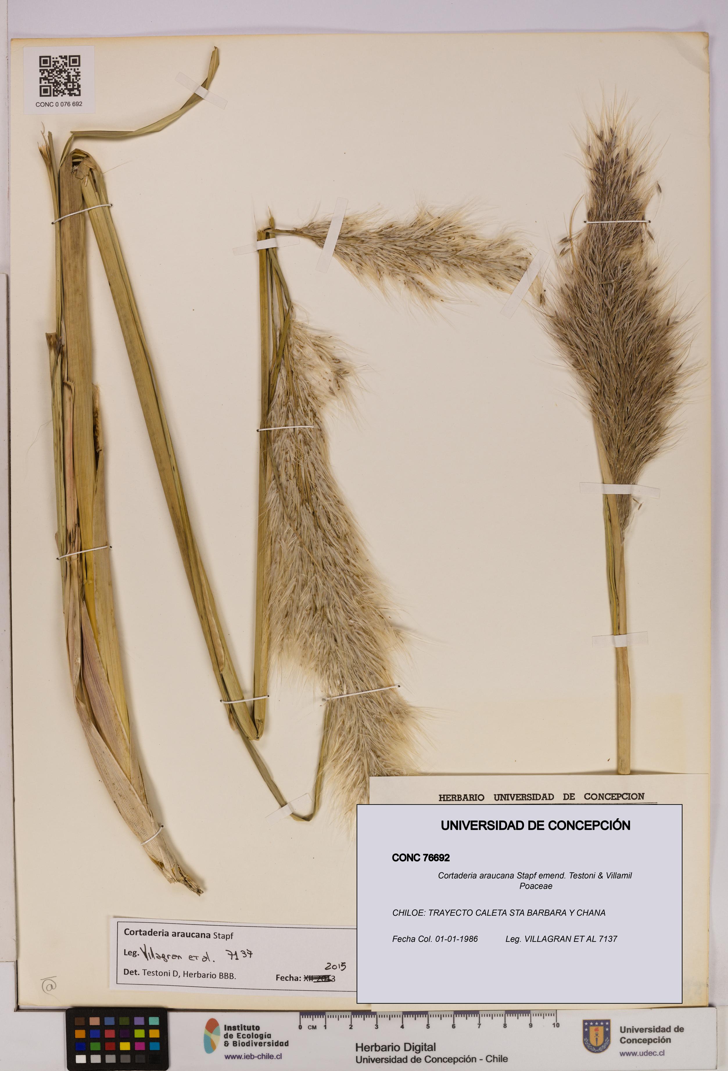 Cortaderia araucana [Espécimen: UDEC:CONC:0076692]
