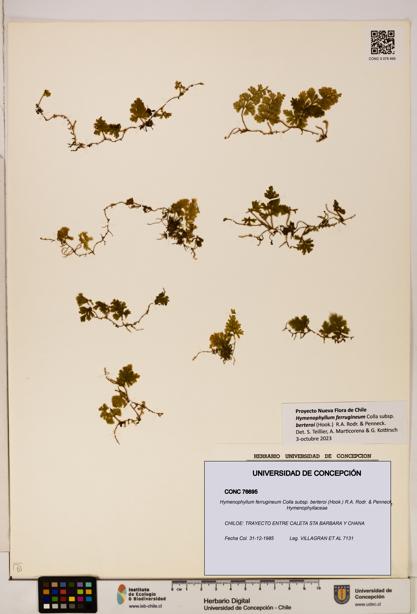 Hymenophyllum ferrugineum [Espécimen: UDEC:CONC:0076695]