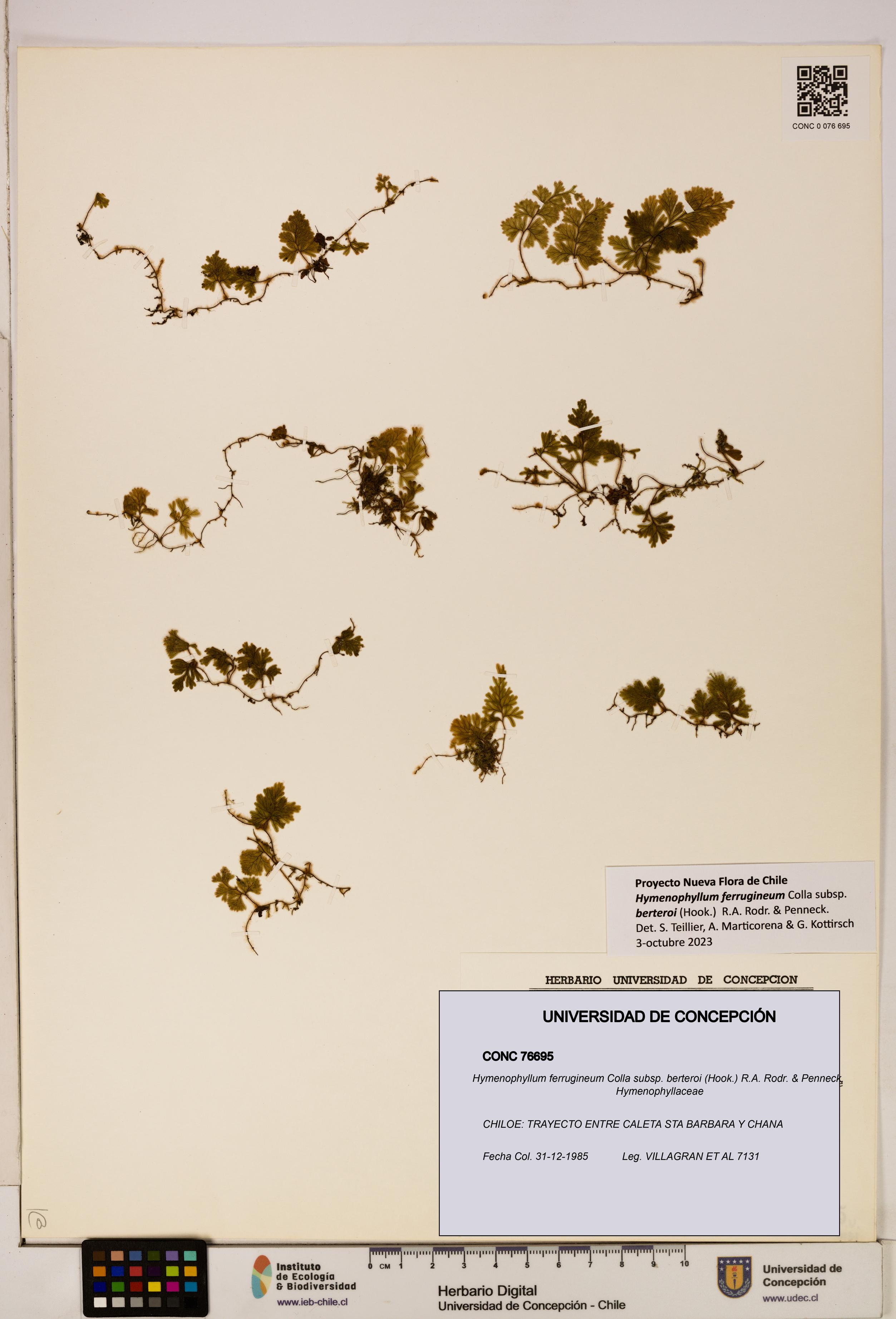 Hymenophyllum ferrugineum [Espécimen: UDEC:CONC:0076695]