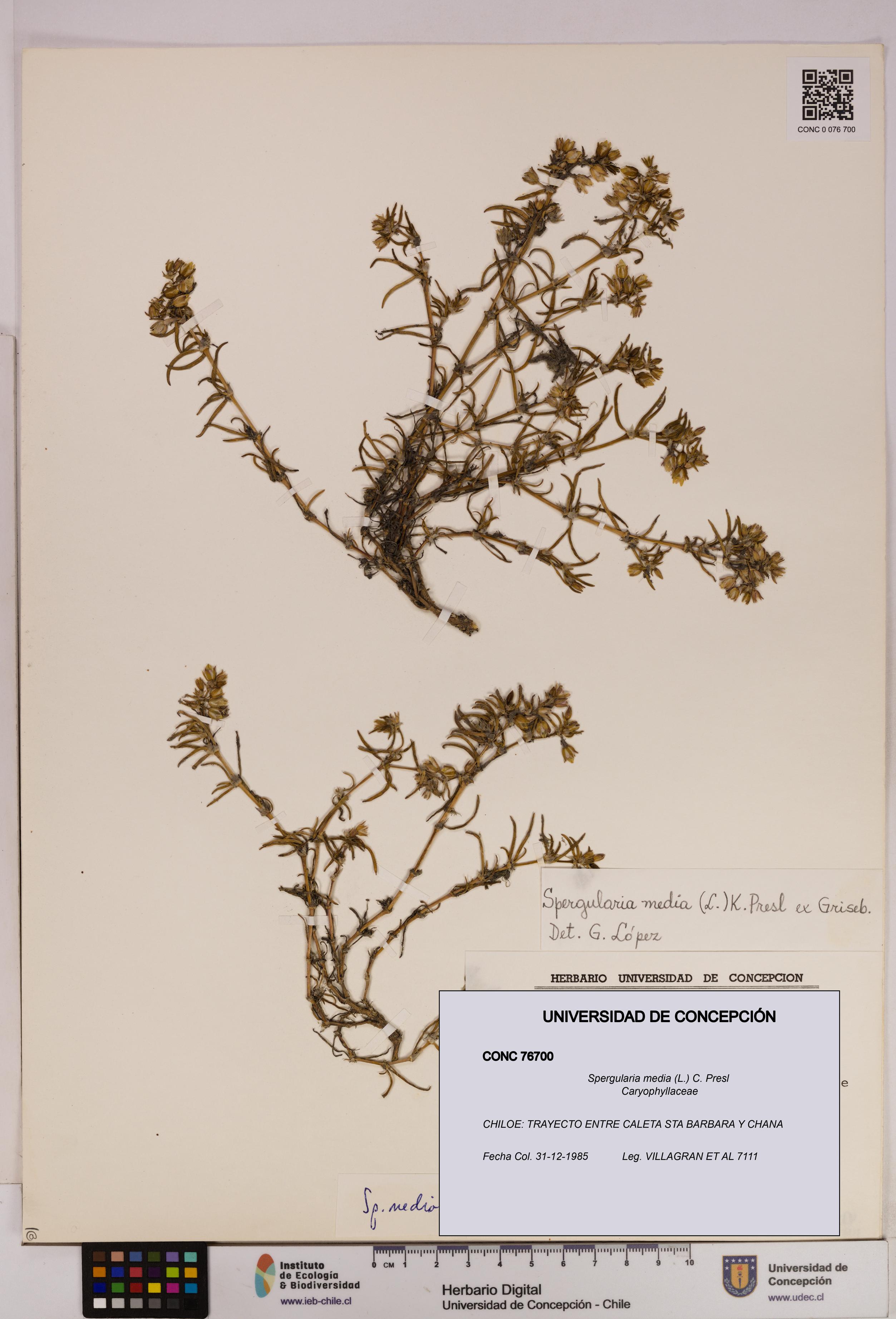 Spergularia media [Espécimen: UDEC:CONC:0076700]