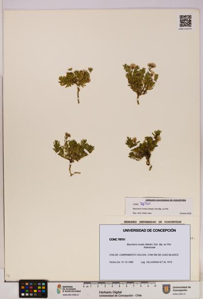 Baccharis nivalis [Espécimen: UDEC:CONC:0076701]