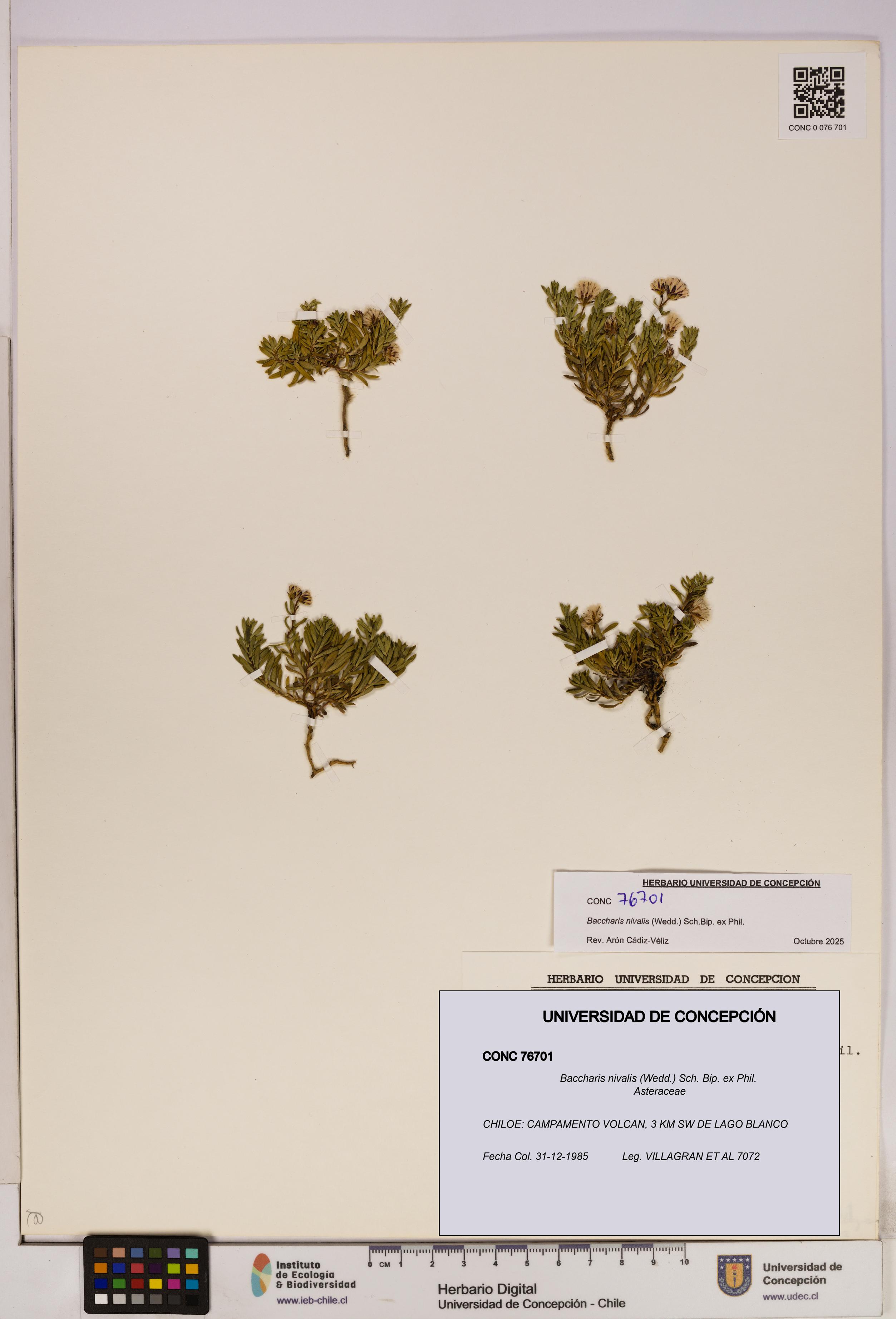 Baccharis nivalis [Espécimen: UDEC:CONC:0076701]
