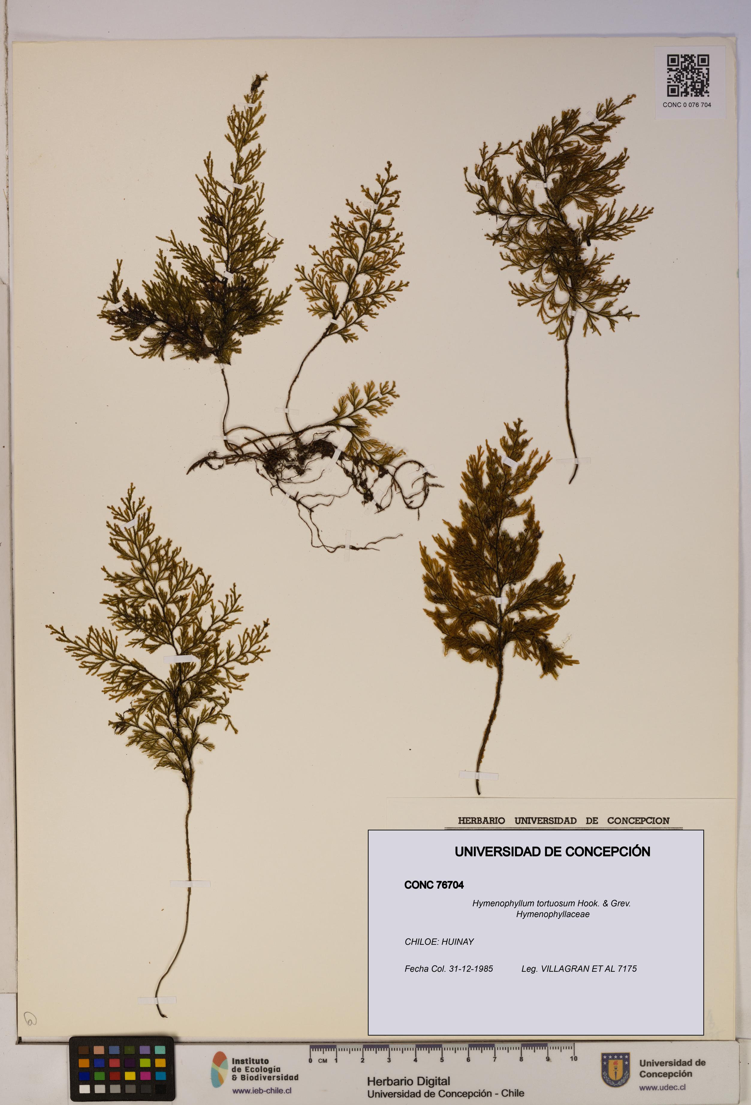 Hymenophyllum tortuosum [Espécimen: ]