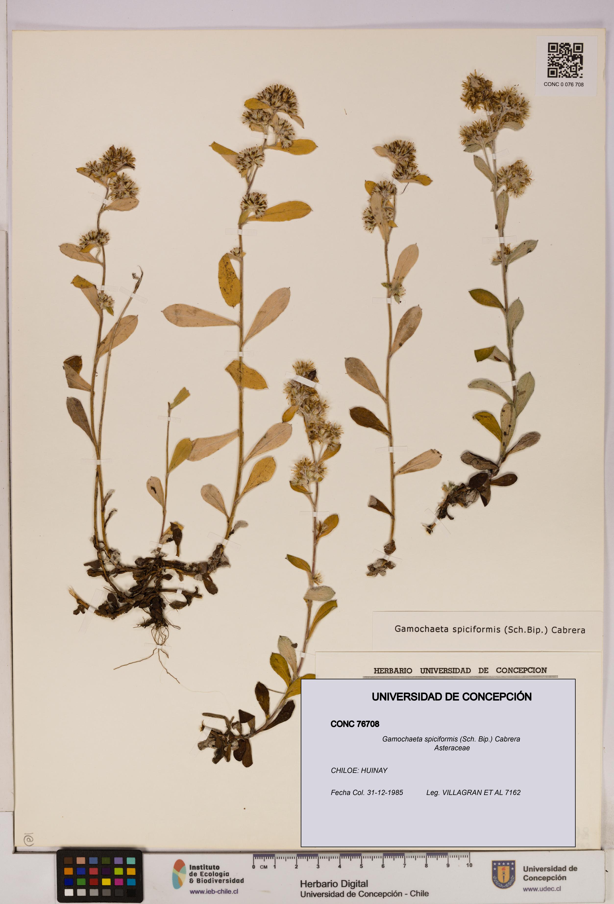 Gamochaeta spiciformis [Espécimen: UDEC:CONC:0076708]