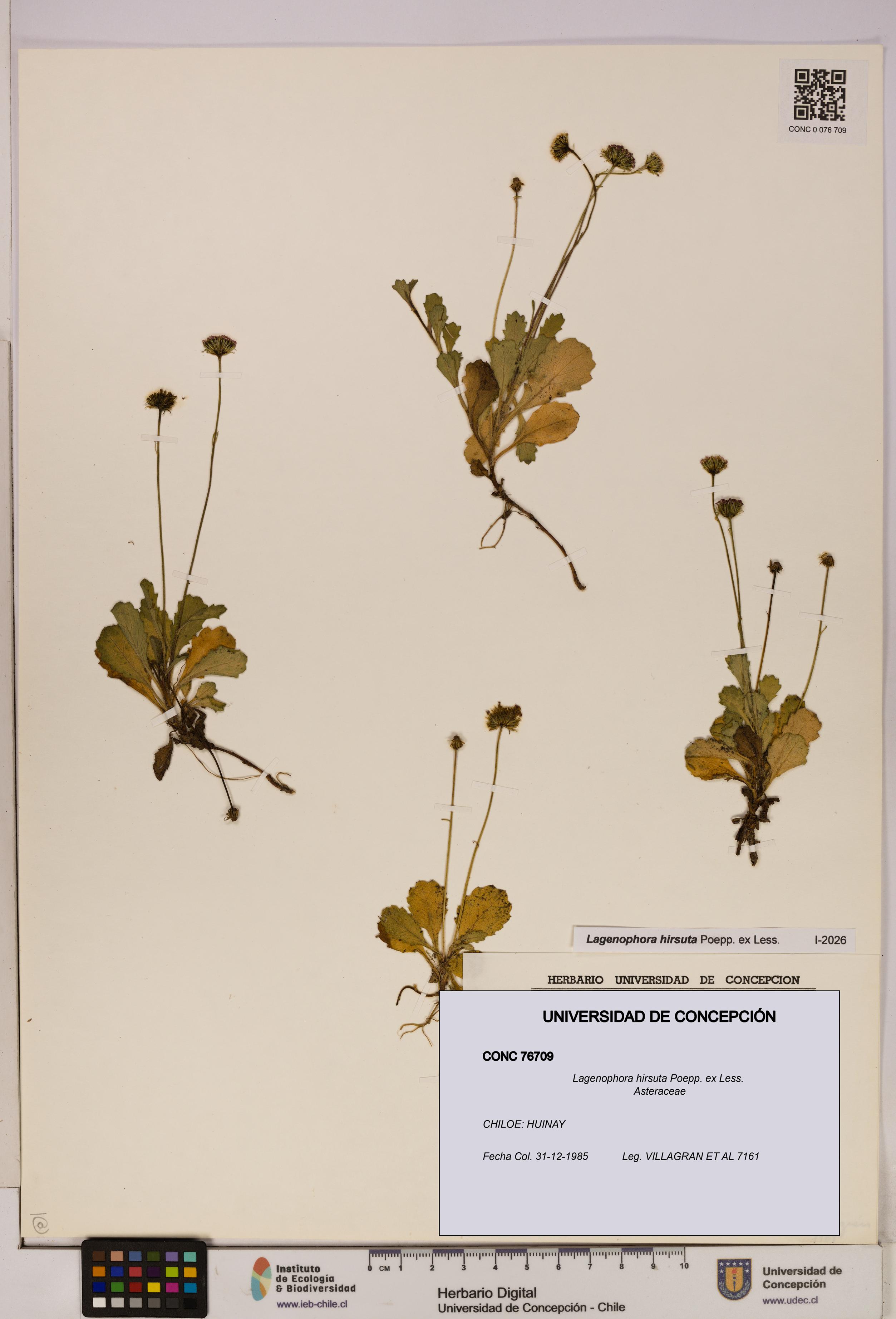 Lagenophora hirsuta [Espécimen: ]