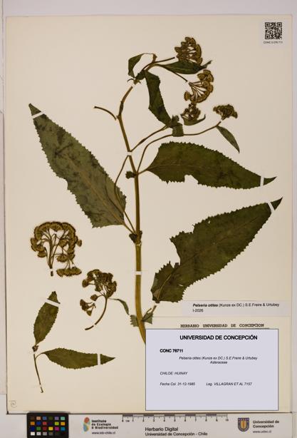 Pelseria otites [Espécimen: ]