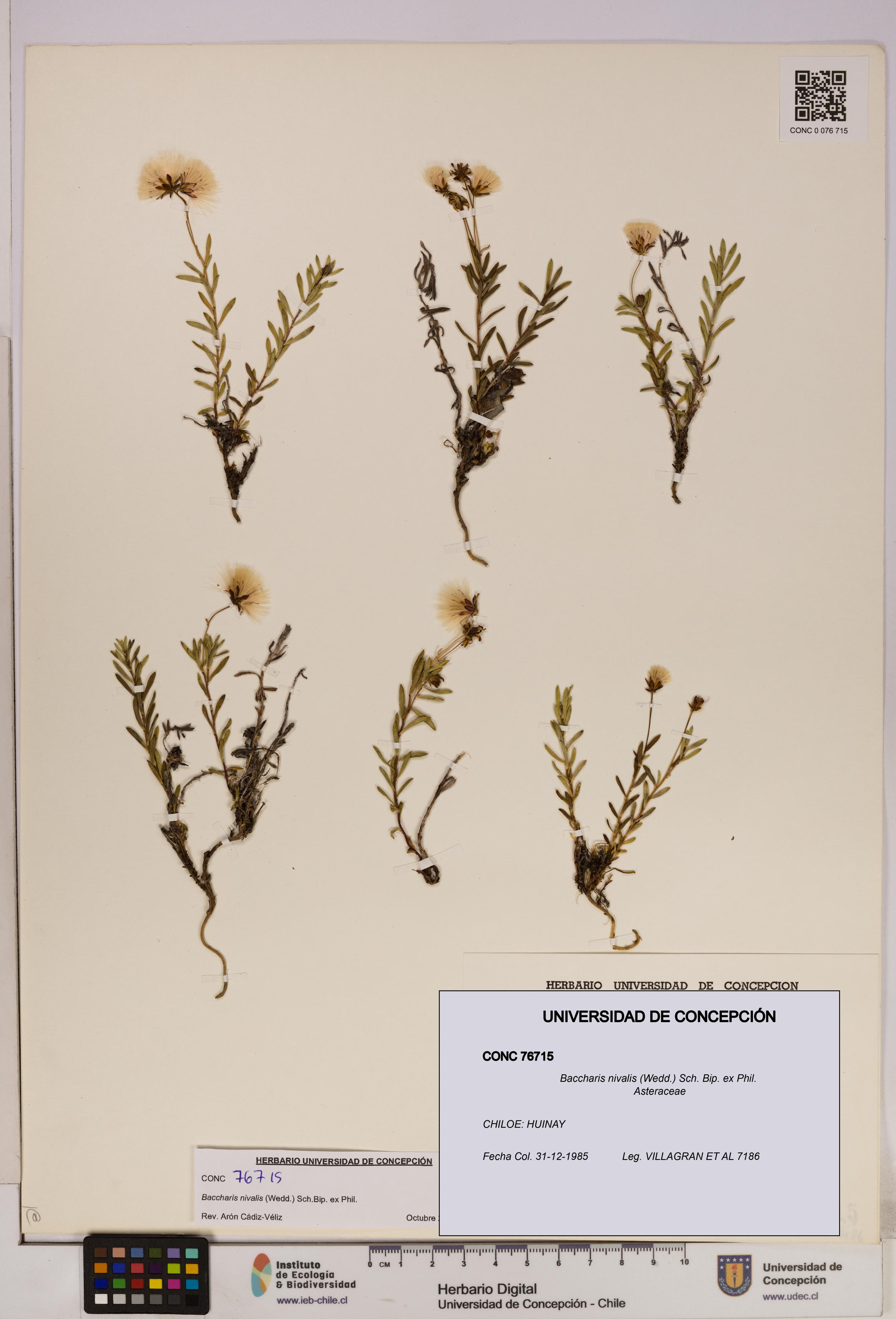 Baccharis nivalis [Espécimen: UDEC:CONC:0076715]
