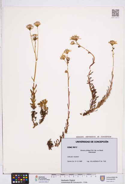 Senecio philippii [Espécimen: ]