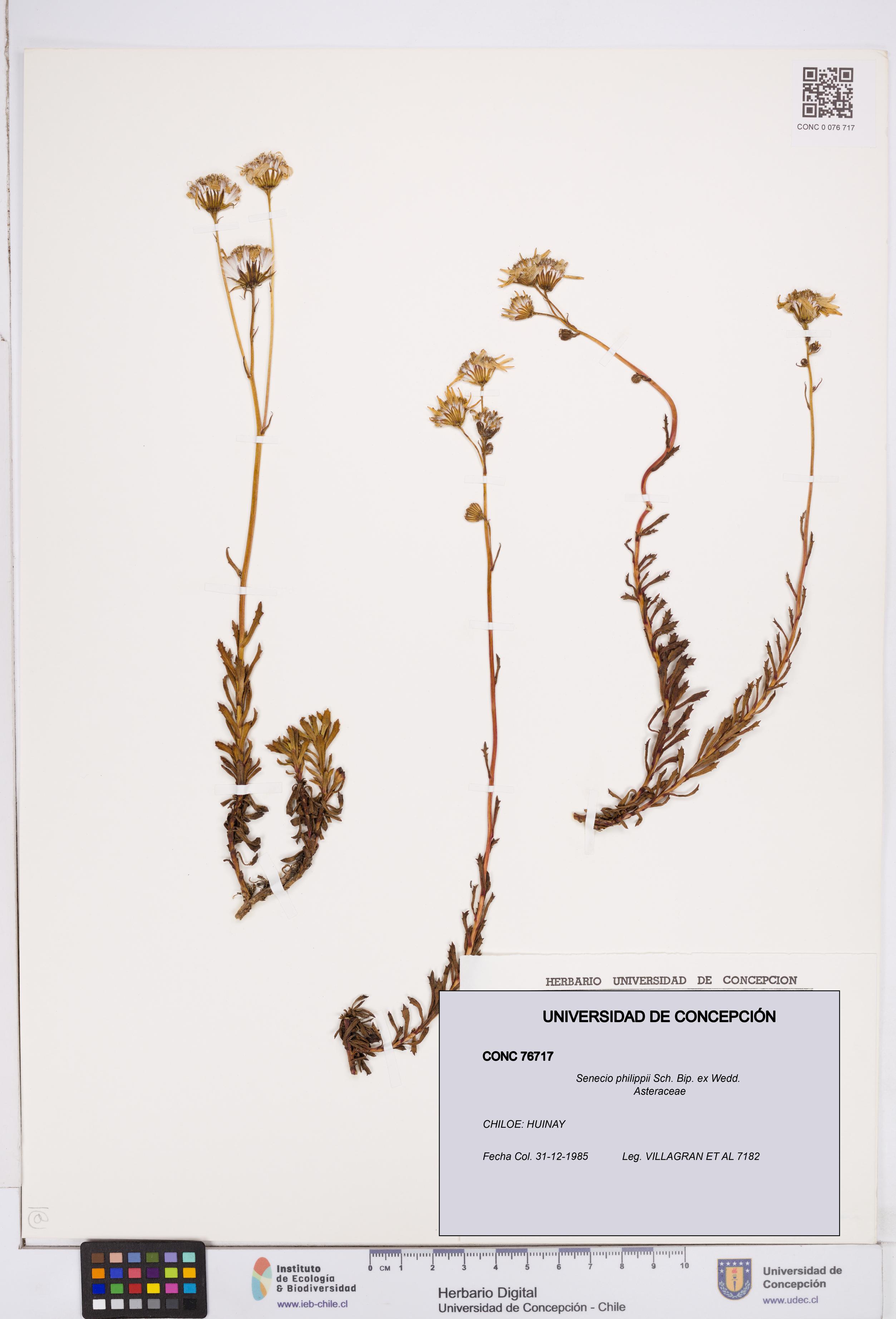 Senecio philippii [Espécimen: ]