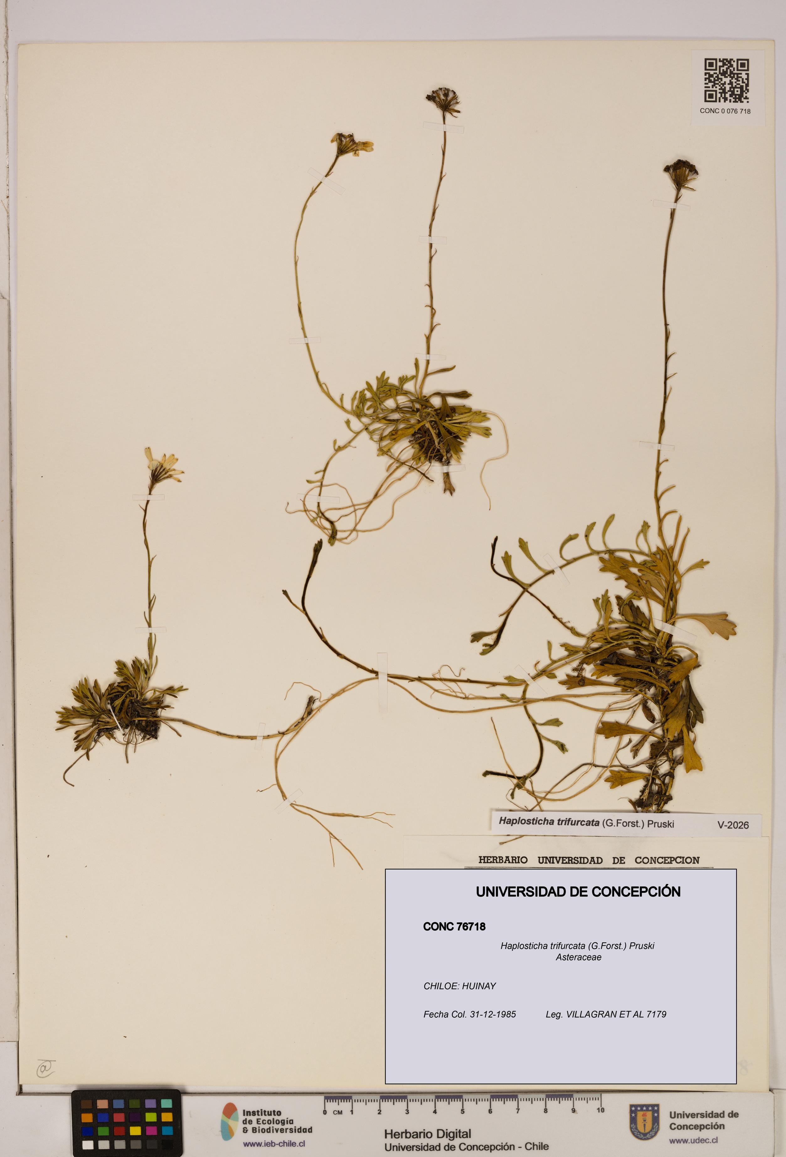 Haplosticha trifurcata [Espécimen: UDEC:CONC:0076718]