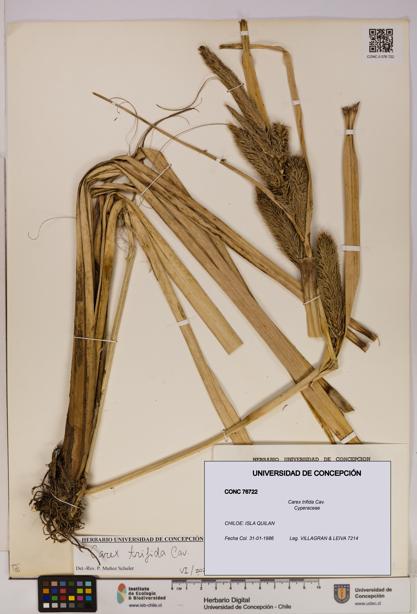 Carex trifida [Espécimen: UDEC:CONC:0076722]
