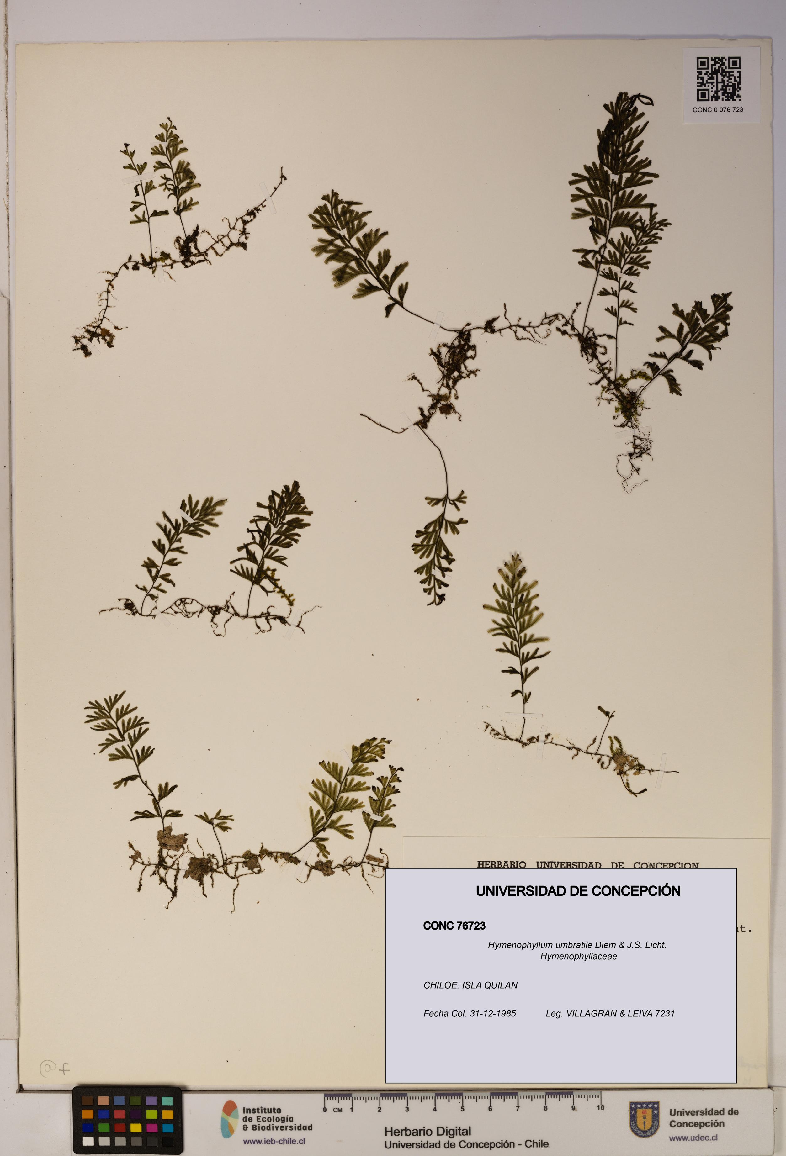 Hymenophyllum umbratile [Espécimen: ]