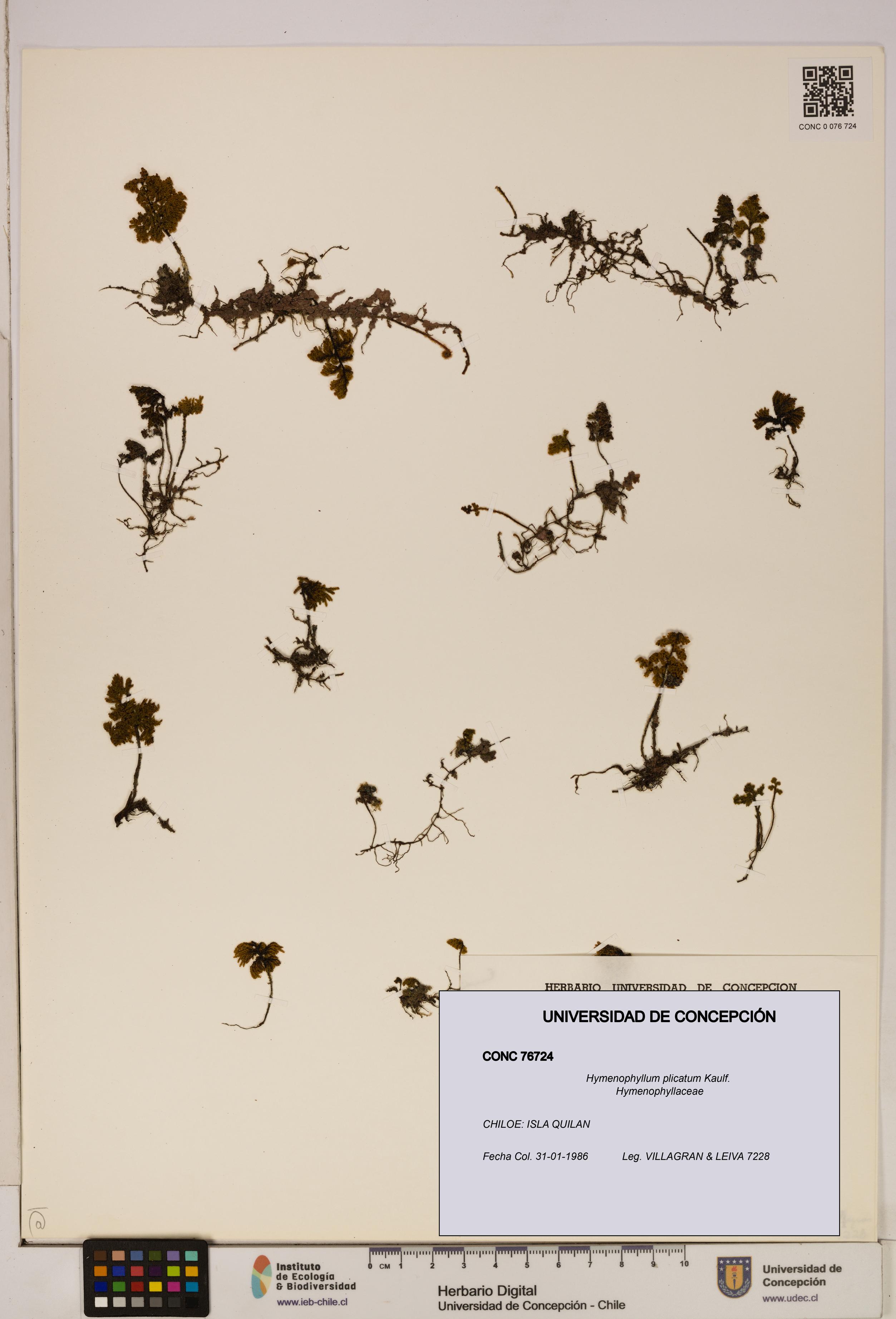 Hymenophyllum plicatum [Espécimen: ]