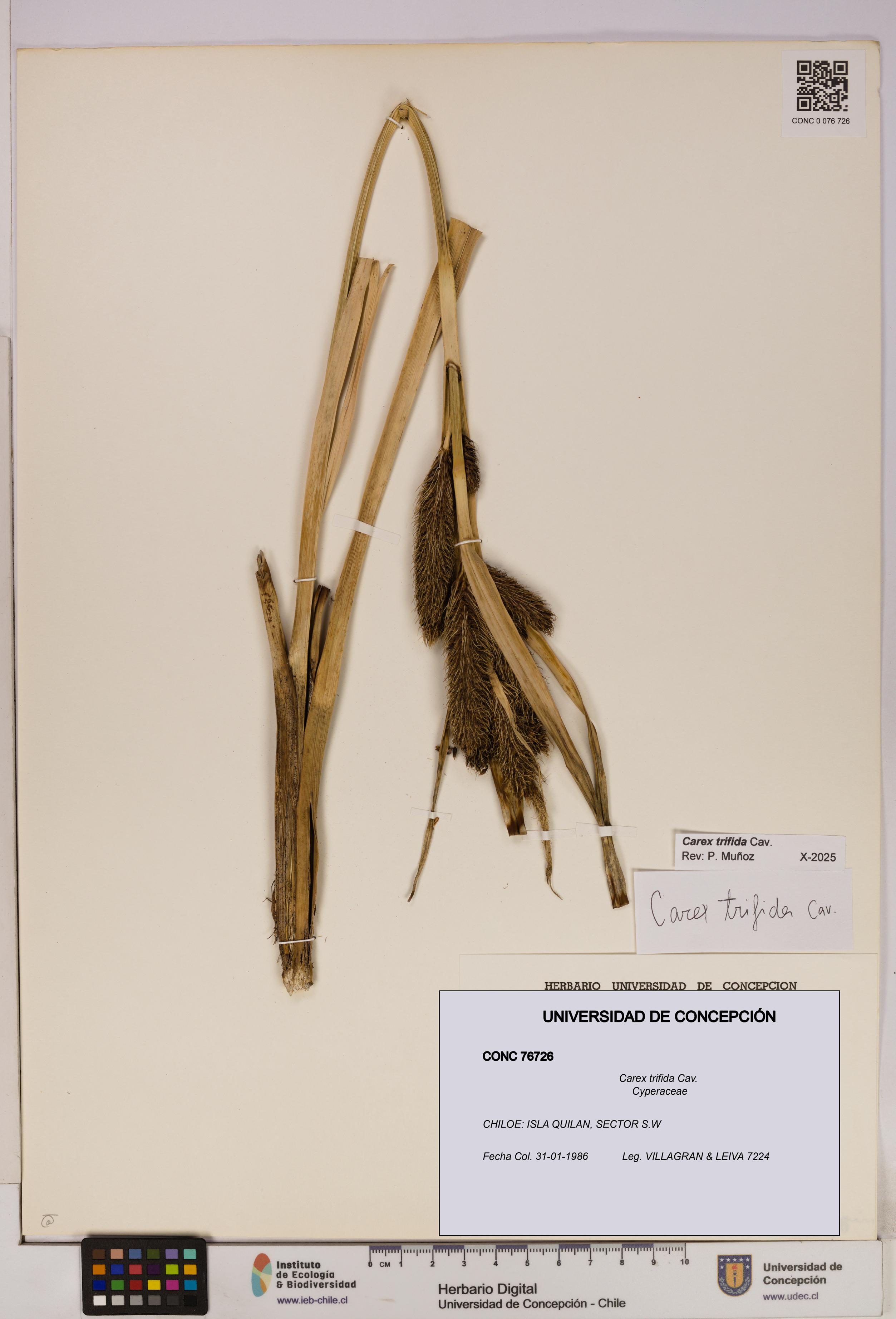 Carex trifida [Espécimen: UDEC:CONC:0076726]